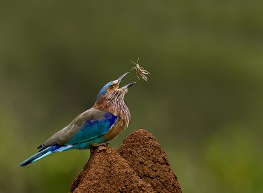 BEST BIRD-Mohan M-INDIAN ROLLER TOSSES AN INSECT